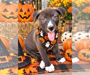 Labrador Retriever Dogs for adoption in Southbury, CT, USA