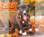 Boss ~ meet me! - Male Labrador Retriever Dog for Adoption - Small photo