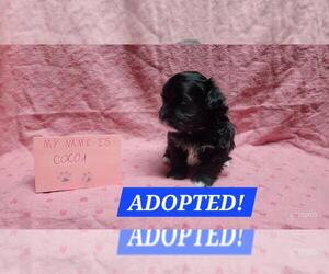Maltipoo Puppy for sale in BROOKFIELD, MO, USA