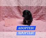 Image preview for Ad Listing. Nickname: Cocoa