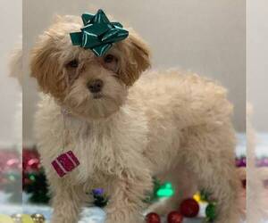 Cavapoo Puppy for sale in DRY RUN, PA, USA