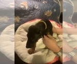 Small Photo #8 Doberman Pinscher Puppy For Sale in MONROE CITY, MO, USA