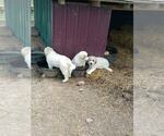 Small Photo #18 Great Pyrenees Puppy For Sale in MOODY, MO, USA