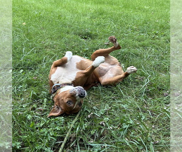 Medium Photo #4 Boxer Puppy For Sale in Candler, NC, USA