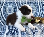 Small Photo #13 Australian Shepherd Puppy For Sale in LAKELAND, FL, USA