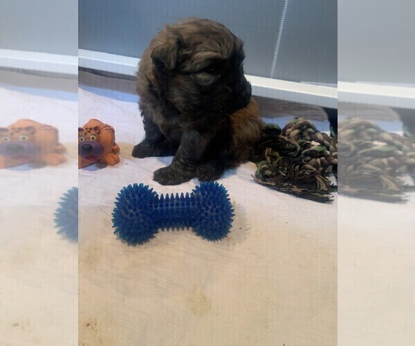 Medium Photo #2 Bouvier Des Flandres Puppy For Sale in BEULAH, CO, USA