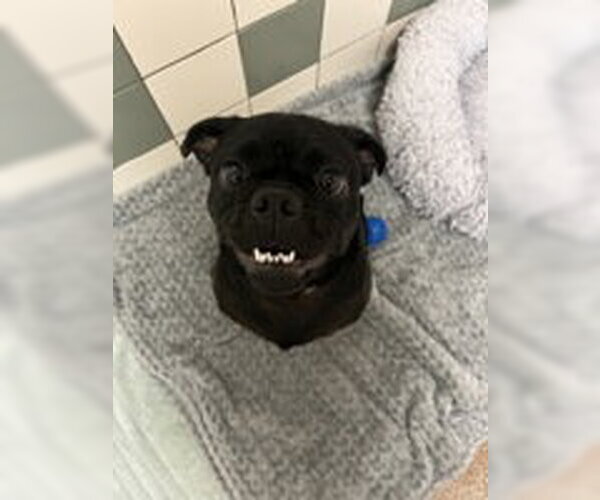 Medium Photo #1 Pug Puppy For Sale in Salinas, CA, USA