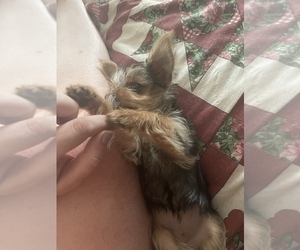 Yorkshire Terrier Dogs for adoption in GEORGETOWN, DE, USA