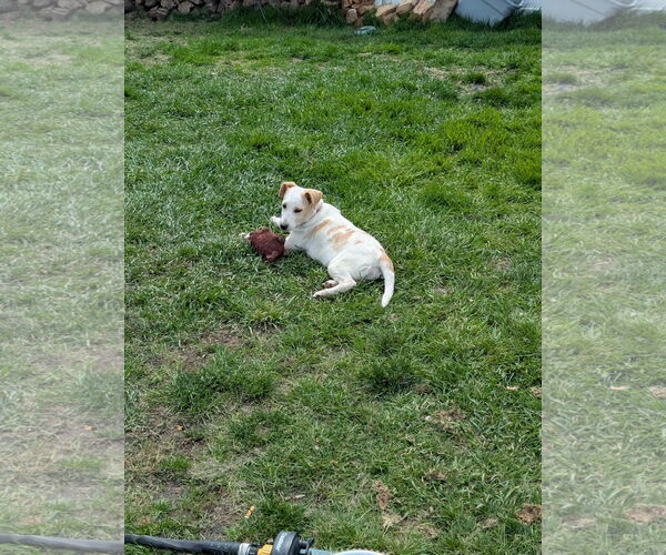 Medium Photo #11 Labrador Retriever-Unknown Mix Puppy For Sale in Doylestown, PA, USA