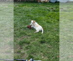 Small #10 Labrador Retriever Mix