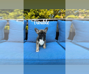 French Bulldog Puppy for sale in SMYRNA, TN, USA