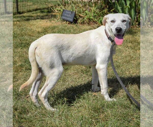Medium Photo #3 Catahoula Leopard Dog-Unknown Mix Puppy For Sale in Huntley, IL, USA