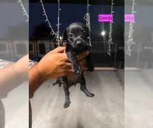 Schweenie Dogs for adoption in Brewster, NY, USA