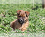 Small Photo #4 Jack Russell Terrier-Mutt Mix Puppy For Sale in BOSCOBEL, WI, USA