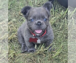 French Bulldog Puppy for sale in COLUMBUS, GA, USA
