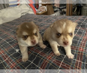 Pomsky Puppy for Sale in NORWICH, New York USA