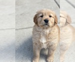 Small Photo #4 Golden Retriever Puppy For Sale in ADDISON, IL, USA