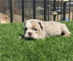 Small #13 English Bulldog