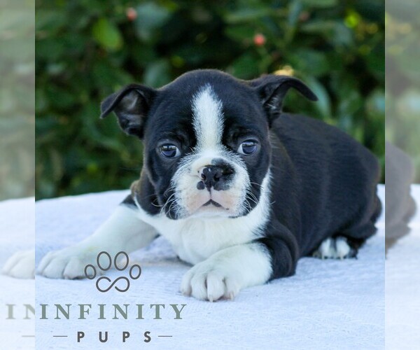Medium Photo #4 Boston Terrier Puppy For Sale in MANHEIM, PA, USA