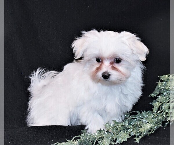 Medium Photo #4 Maltese Puppy For Sale in ROCK VALLEY, IA, USA