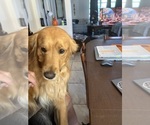 Small Photo #1 Golden Retriever Puppy For Sale in POMPANO BEACH, FL, USA