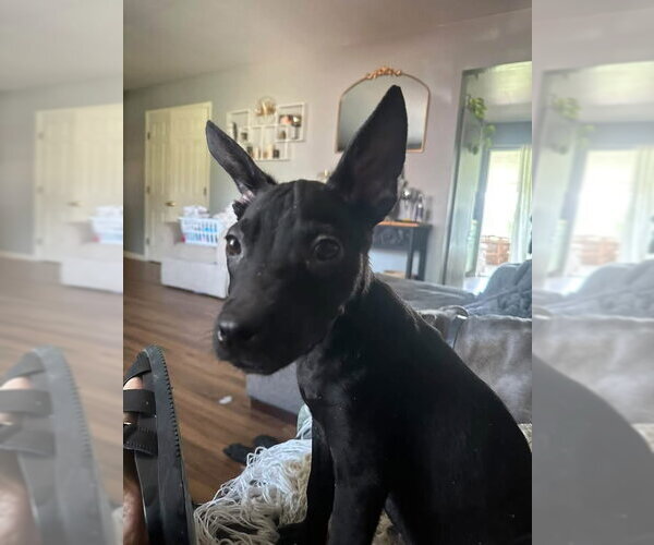 Medium Photo #4 Mutt Puppy For Sale in Germantown, OH, USA