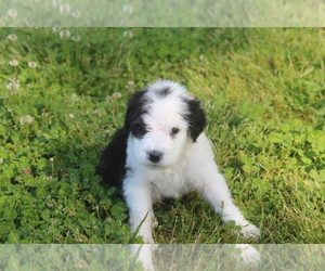 Sheepadoodle Puppy for sale in TAFT, TN, USA