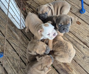 Bulldog Puppy for sale in ZEPHYRHILLS, FL, USA