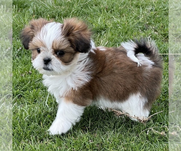 Medium Photo #8 Shih Tzu Puppy For Sale in SILEX, MO, USA