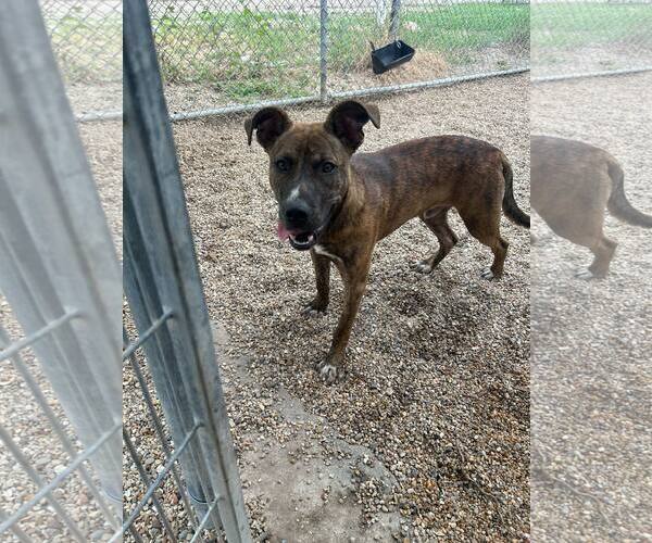Medium Photo #7 Mountain Cur-Rhodesian Ridgeback Mix Puppy For Sale in Oakhurst, NJ, USA