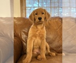 Image preview for Ad Listing. Nickname: Litter of 6