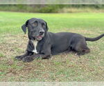 Small #1 Basset Hound-Retriever  Mix