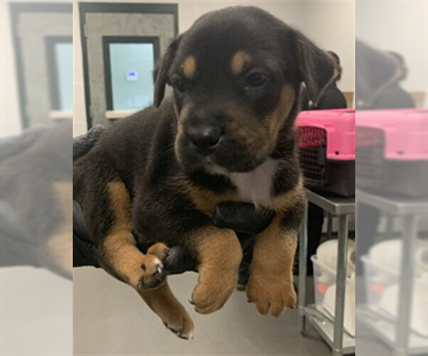 Medium Photo #1 German Shepherd Dog-Unknown Mix Puppy For Sale in Corpus Christi, TX, USA