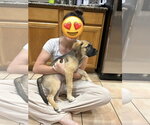 Small #4 Anatolian Shepherd Mix