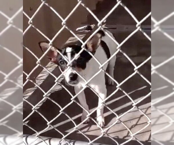 Medium Photo #1 Rat Terrier-Unknown Mix Puppy For Sale in Grafton, WI, USA