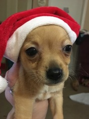 Chihuahua Puppy for sale in KEARNEYSVILLE, WV, USA