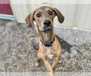 Labrador Retriever-Unknown Mix Dogs for adoption in Ames, IA, USA