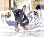 Small #2 French Bulldog