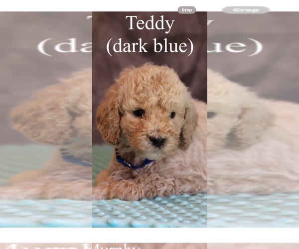 Medium Photo #8 Poodle (Standard) Puppy For Sale in LUFKIN, TX, USA