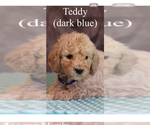 Puppy Teddy Poodle (Standard)