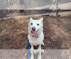 Tatum - Female Siberian Husky-Unknown Mix Dog for Adoption - Photo #3