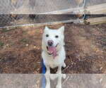 Small #2 Siberian Husky Mix