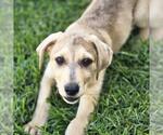 Small #6 Labrador Retriever Mix