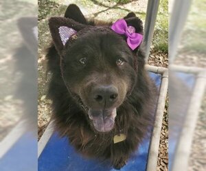 Smokey - Male Chow Chow Dog for Adoption - Photo #3
