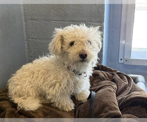 Maltese-Unknown Mix Dogs for adoption in Downey, CA, USA