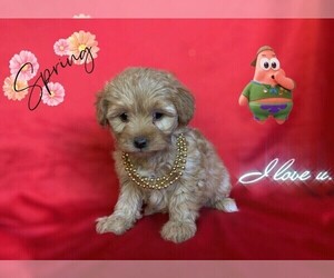 Maltese-Maltipoo Mix Puppy for sale in SAN FRANCISCO, CA, USA