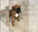 Small Photo #6 Boxer Puppy For Sale in APPLE CREEK, OH, USA