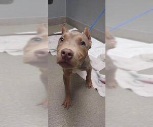 American Pit Bull Terrier-Unknown Mix Dogs for adoption in Las Vegas, NV, USA