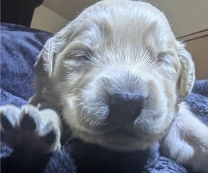 Medium Golden Retriever