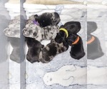 Small Photo #4 French Bulldog Puppy For Sale in LARGO, FL, USA